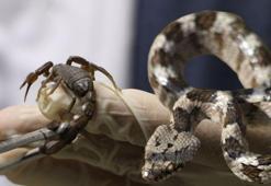 Prof. Dr. Akpınar: Yılan sokmalarında turnike yapmayın