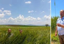 Konya Ovası’nda 180 santimetrelik buğday yetişti