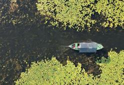 Nilüferleri ile ünlü Işıklı Gölü'nde, bayramda ziyaretçi yoğunluğu