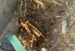 Soyu tehlike altındaki yamyam tombul çekirge, Mardin'de görüntülendi