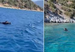 Yaban domuzu, Bodrum açıklarında yüzdü