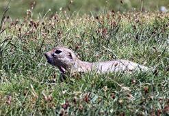 ERÜ'nün sembolü gelengilerin 2021'de 20 bin olan sayısı 15'e düştü