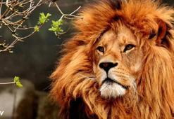 "Beykoz'da aslan kaçtı" iddiası 'şaka' çıktı