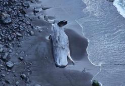 Karaya cesedi vuran balinanın içinden 500 bin Euro’luk amber çıktı