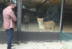 Beykoz'da aslanı kaçtığı öne sürülen Cengiz Şıklaroğlu: Aslanın güvenlik kapılarını bile şifresiz açamıyoruz