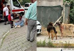 Ataşehir'de köpeğin saldırdığı kadın ağır yaralandı