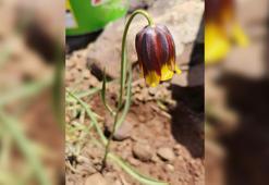 Elazığ'da ters lale türü keşfedildi