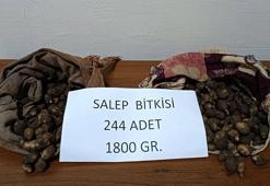 Tunceli'de salep soğanı toplayan 2 kişiye 220 bin lira ceza
