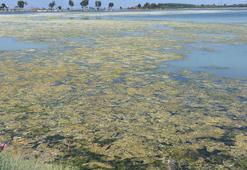 İzmir'de Çakalburnu Lagünü'nün 3'te 1'i deniz maruluyla kaplandı