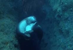 Fok yuvasına tekne turu tehdidi