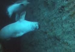 Fok yuvasına tekne turu tehdidi