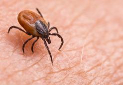 Kene tedavisinde umut ışığı; ‘monoklonal antikor' geliştirildi