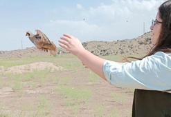 Jandarmanın araçta bulduğu kınalı keklikler yeniden özgürlüğüne kavuşturuldu