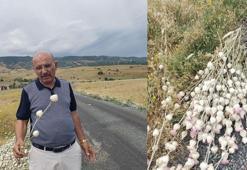 Elazığ'da izinsiz pamuk dikeni toplayan kamu görevlisine 244 bin lira ceza