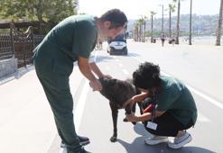 Büyükçekmece’de sokak hayvanlarının sağlık taraması gerçekleşti