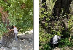 766 yaşındaki anıt ağaçtan yeni fidanlar