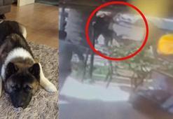 Tekmelediği köpek öldü, serbest kaldı; saldırı anı kamerada