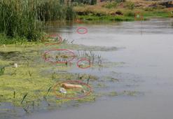 Piknikçilerin kirlettiği Dicle Nehri için uyarı