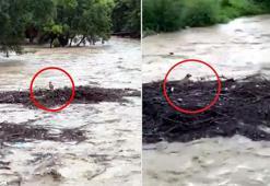 Melen Çayı'nda sürüklenen köpeğin kurtulduğu ortaya çıktı