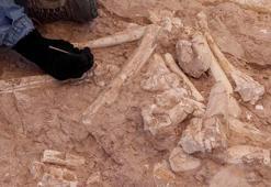Kayseri’de bu yılki kazılarda 7,5 milyon yıllık zürafa kol kemiği bulundu