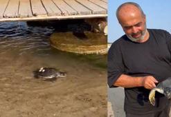 Saros'ta sahile vuran caretta caretta denize bırakıldı