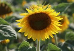 Yerli ve milli ayçiçeği tohumundan bu yıl ilk mahsul alınacak