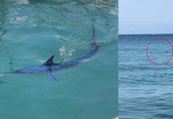 Köpek balığı sanılarak taşlandı, nesli tükenmekte olan tür çıktı