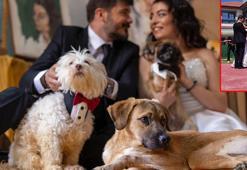Felçli köpeğe yürüteç yaparken tanışıp evlenen çift, nikah öncesi sokak hayvanlarını besledi
