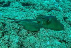 Nesli tehlike altındaki vatozlar, üreme için Antalya kıyılarında