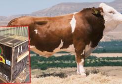 İlk boğa sperması ihracatı Azerbaycan'a yapıldı