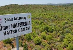15 Temmuz şehitlerinin anısı hatıra ormanlarında yaşıyor