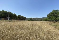 İzmir için 'botanik turizm rotası oluşturma' önerisi