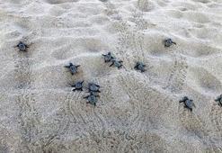 Patara'da yılın ilk yavru caretta carettaları denizle buluştu