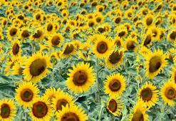 Trakya'nın 'sarı gelini' aşırı sıcaklıktan strese girdi; dane sayısı azalıyor