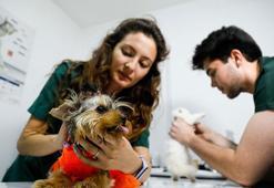 Sivrisinek ve pire kaynaklı öldürücü parazit vakalarında artış