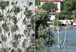 'Karabatak apartmanı'; Bursa'da baraj suları içinde kalan ağaçta kuluçkaya yattılar