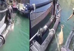 Suya düşen dağ keçisini işçiler kurtardı