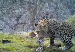 Avlanması yasak hayvanlara zarar verene 1,2 milyon liraya varan ceza