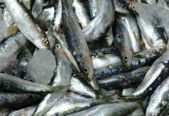 Çanakkale'de 'mangal söndüren' zamanındaki sardalya tezgahlarda