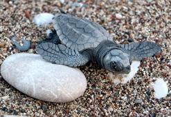 Hava şartları Çıralı'da canlı yavru caretta sayısını düşürdü