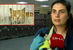 Eyüpsultan’da asit dökülerek yaralanan kediler bakımevinde tedavi ediliyor