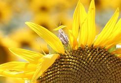 Tekirdağ'da ayçiçeği tarlalarında çekirge istilası