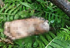 Artvin'de kopmuş ayak bulundu; belediyeden DNA için anons