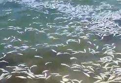 Bursa’da Mudanya sahiline çok sayıda ölü balık vurdu