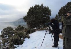 145 alanda 2 milyonu aşkın su kuşu sayıldı; kuruyan 3 gölde kuş görülmedi