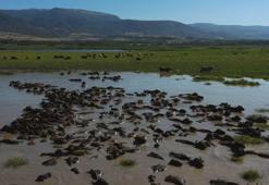 Mandalar, Kaz Gölü'nde serinledi