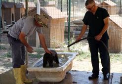 Aşırı sıcaklardan bunalan köpekler, barınaktaki banyo küvetlerinde serinliyor