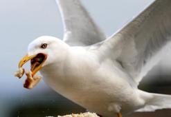 'Martı popülasyonu anormal seviyelere ulaştı'