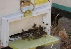 'Yüksek sıcaklıklar arı popülasyonu ve bal verimini olumsuz etkiliyor'