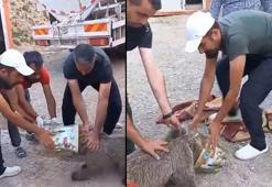 Başı teneke kutuya sıkışan yavru ayı kurtarıldı